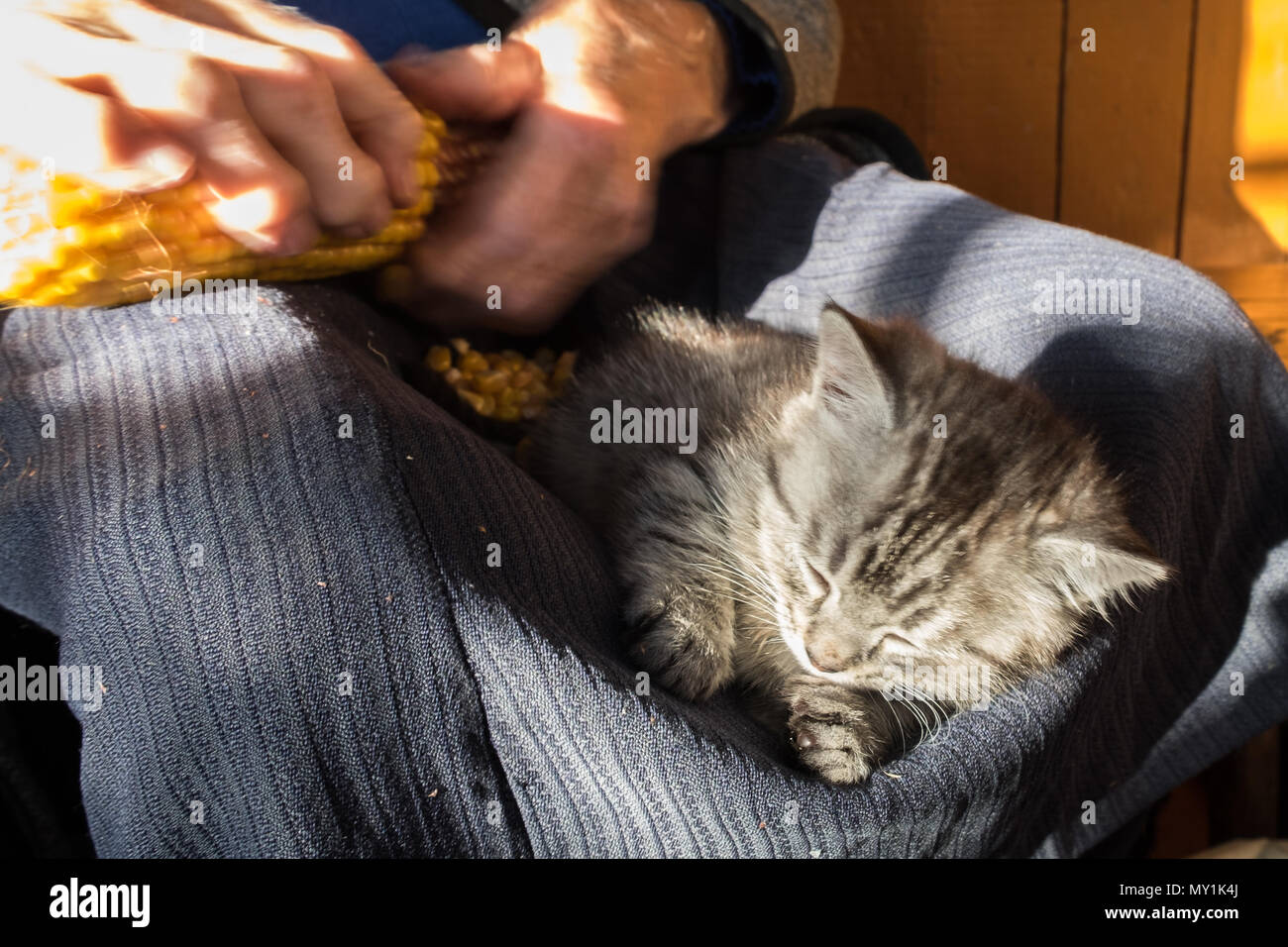 Grau tabby Kitten schlafen auf dem Schoß der alten Frau, während sie ist Reinigung einen Maiskolben. Ländliche Szene. Selektiver Fokus auf Cat Kopf. Stockfoto