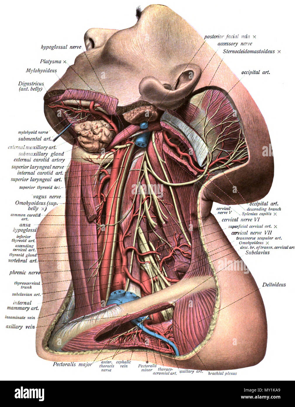 Englisch Eine Anatomische Abbildung Aus Dem Jahre 1908 Edition Von Sobotta Atlas Der Anatomie Des Menschen 22 Oktober 2013 00 36 33 Dr Johannes Sobotta 494 Sobo 1909 539 Stockfotografie Alamy