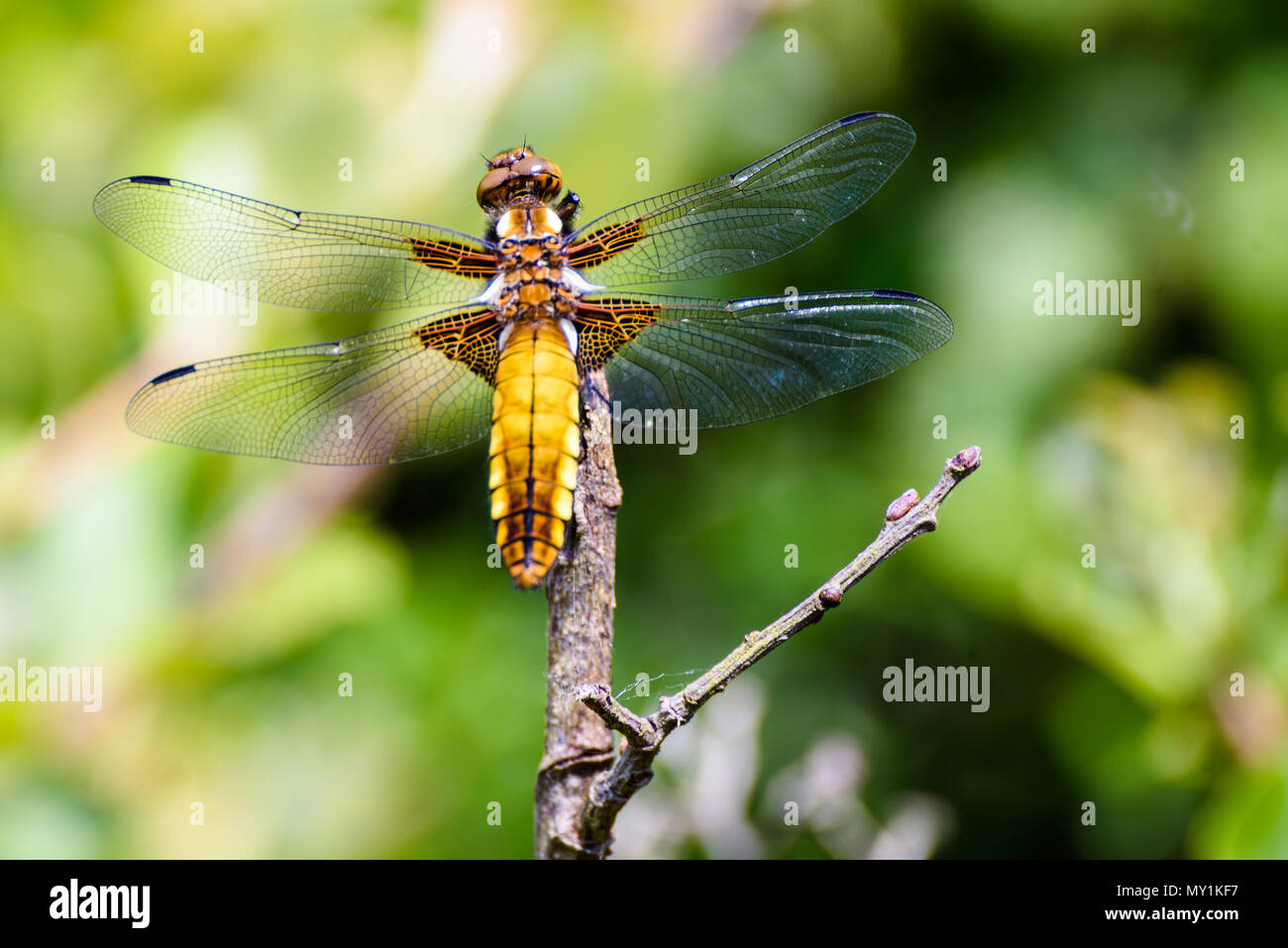 Weibliche breit-bodied Chaser (Libellula Depressa) Stockfoto