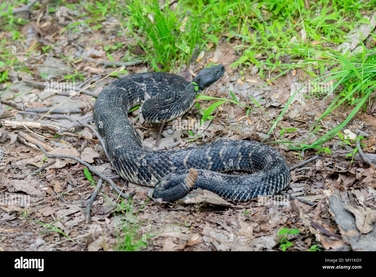 Schwarze PHASE HOLZ KLAPPERSCHLANGE (CROTALUS HORRIDUS), Centre County, PA Stockfoto