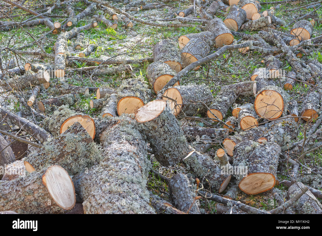 Kalk - Baumstamm auf Länge geschnitten für Brennholz Verlegung auf Masse. Stockfoto
