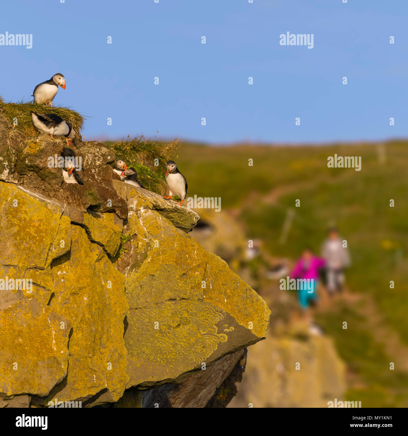 Atlantic Papageientaucher, Latrabjarg Klippen, Island Stockfoto