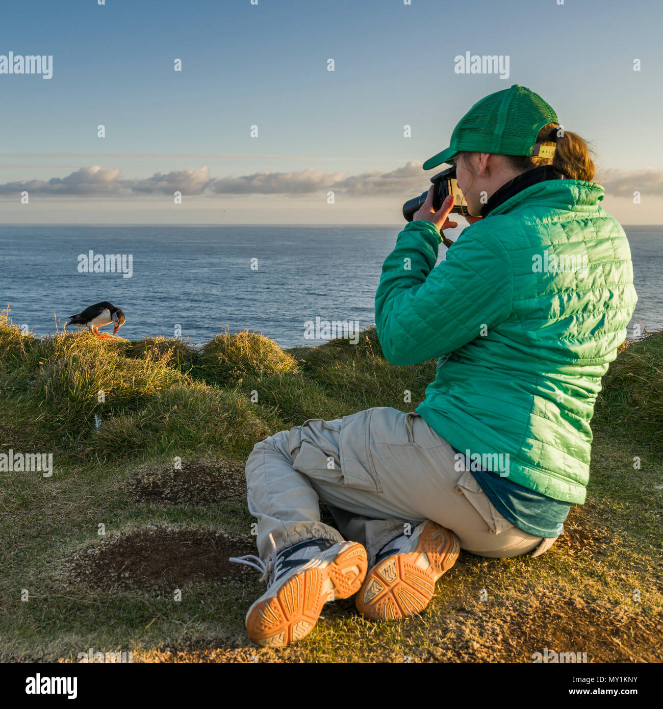 Die Bilder von Atlantic Papageientaucher, Latrabjarg Klippen, Island Stockfoto