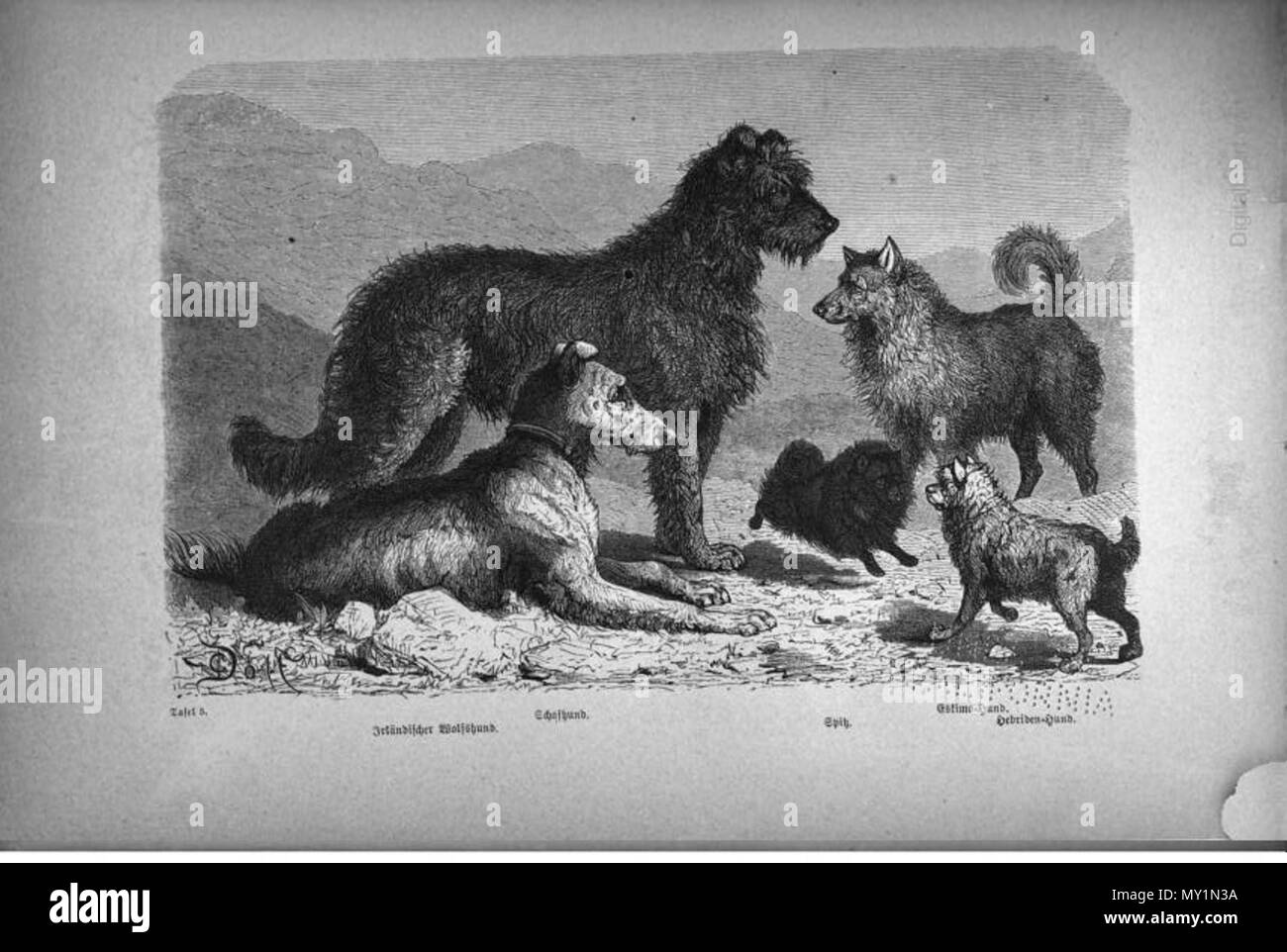 . English: / Dm Abbildungsverzeichnis S. XII: Tafel 5. Irländischer Wolfshund. Schafhund. Spitz. Eskimo-Hund. Hebridenhund. Vor 1876. Unbekannt; Leopold Fitzinger 512 Tafel 5 Fitzinger S217 Irischer Wolfshund Schafhund Stockfoto