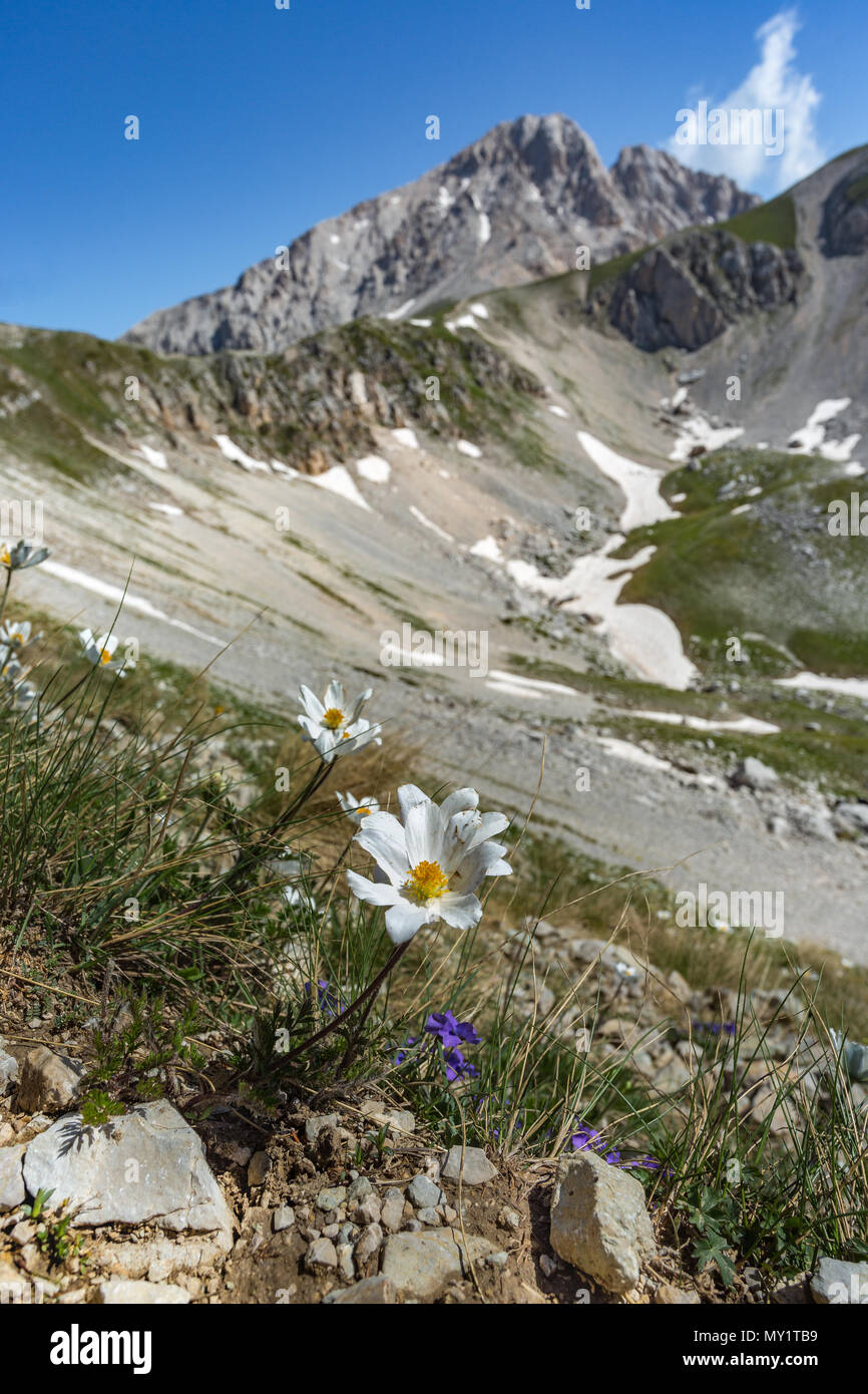 Weißer Alpenmohn, Gran Sasso und Monti della Laga Nationalpark Abruzzen, Italien, Europa Stockfoto
