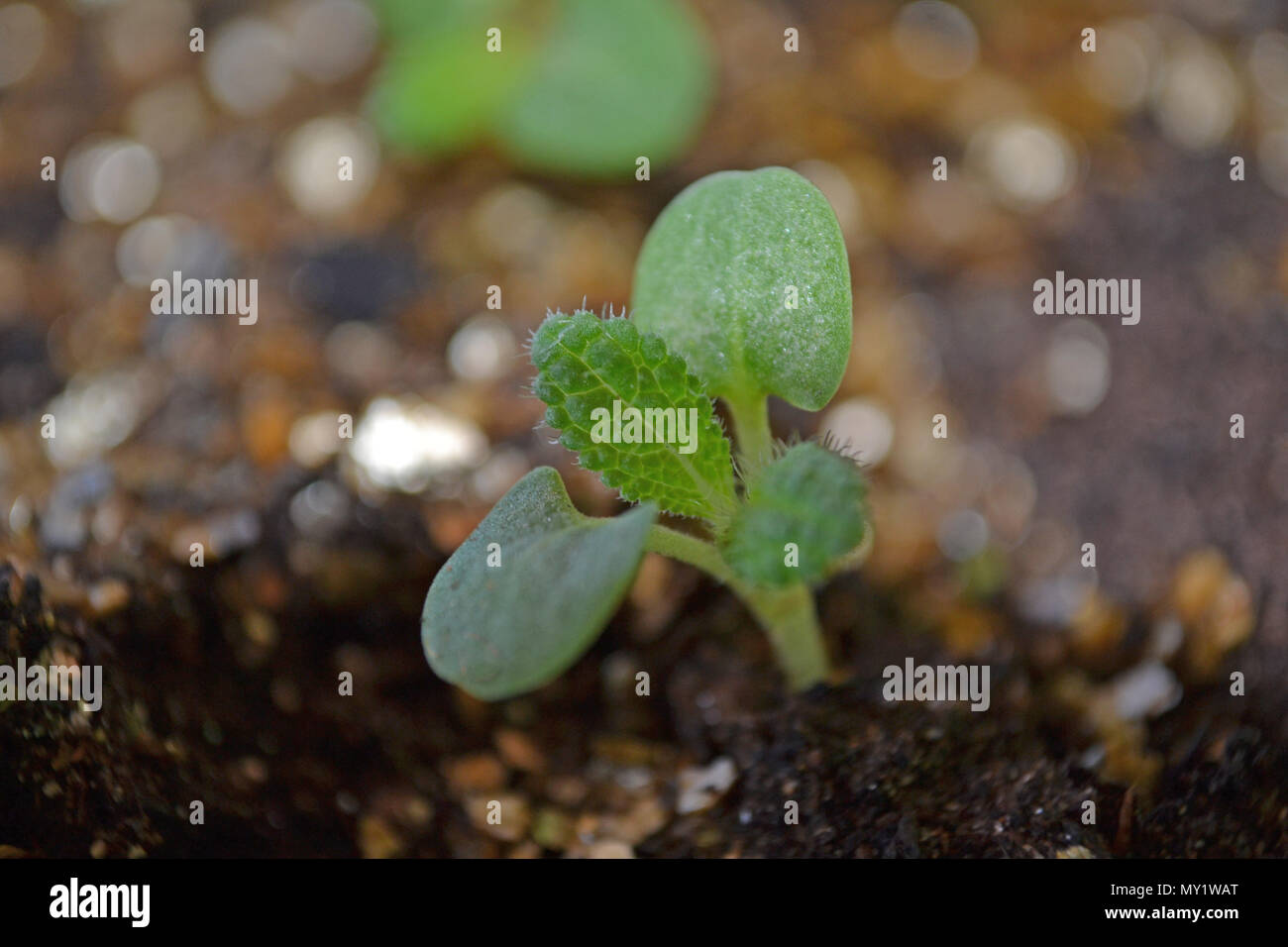 Sämlinge von Salvia viridis im Keim Fach. Stockfoto