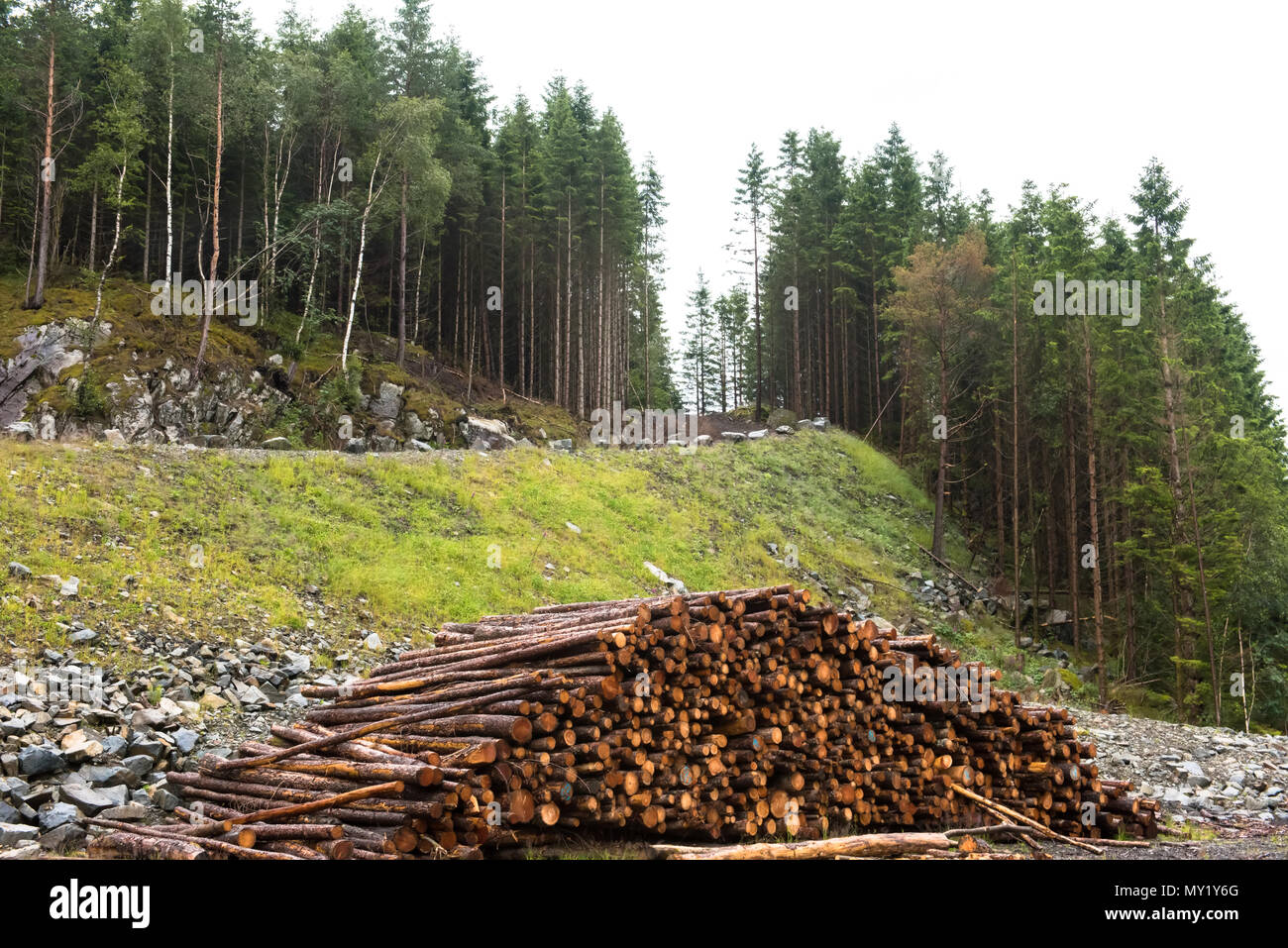 Protokoll-Stacks auf der Forststraße Stockfoto