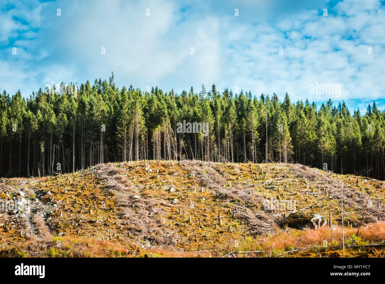 Blick auf Schnitt unten in Pinienwald Stockfoto