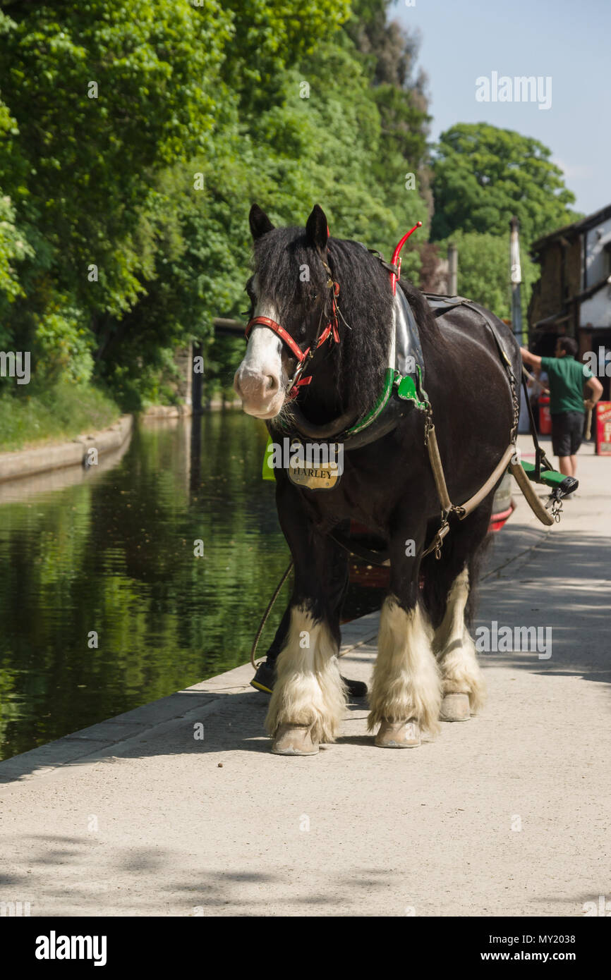 Harley der Entwurf des Pferdes verwendet Kanal 15-04 für Touristen entlang der 200 Jahre alten Llangollen Canal in Nordwales zu ziehen Stockfoto