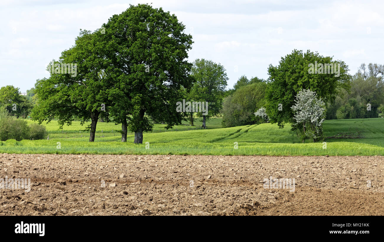 Gepflügte Feld und Bereich der Weizen im Frühjahr (Norden Mayenne, Pays de la Loire, Frankreich, Europa). Stockfoto