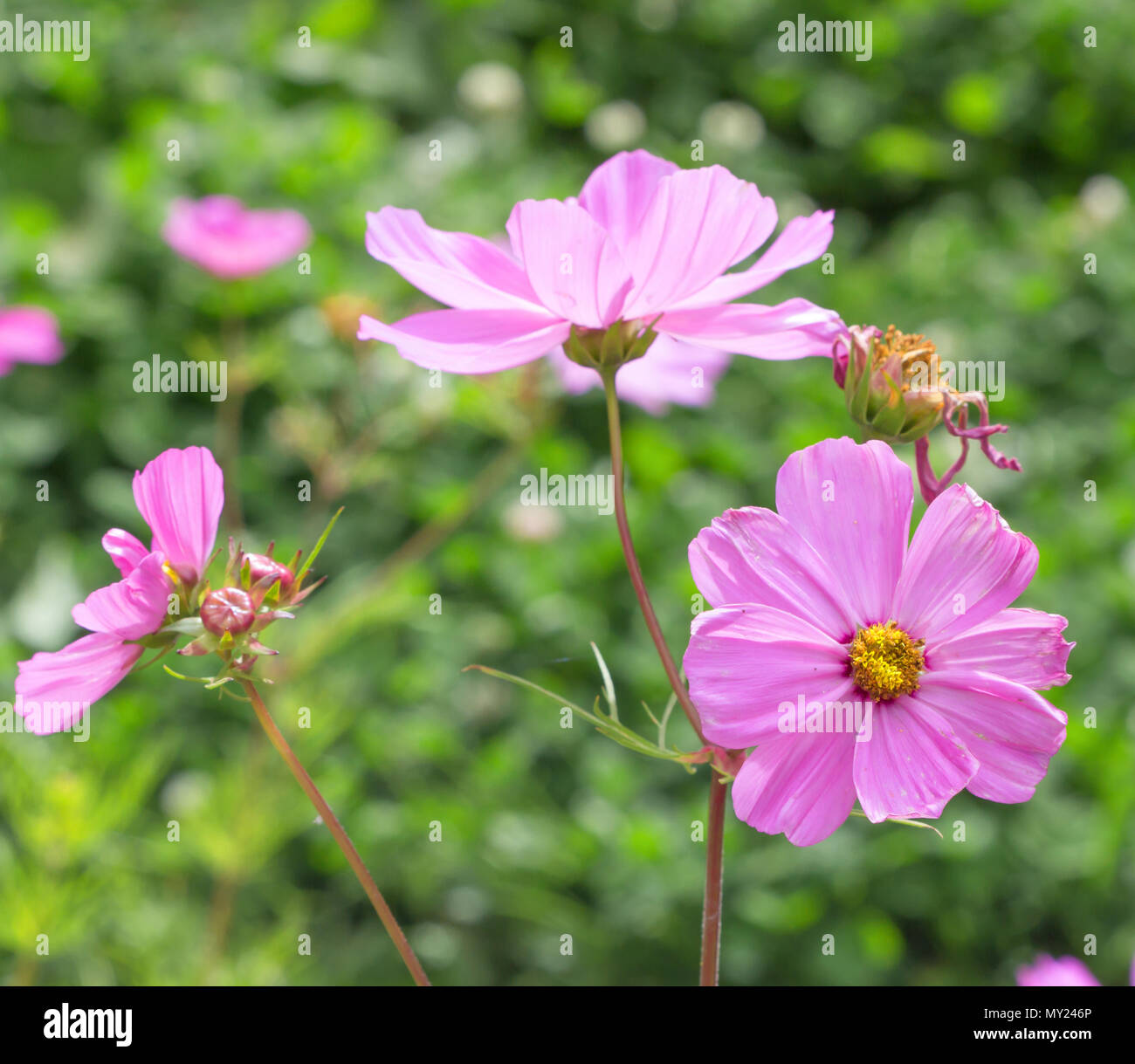 Blume Kosmos vor dem Hintergrund der blühenden Blumen. Frühling rosa Blume  Stockfotografie - Alamy