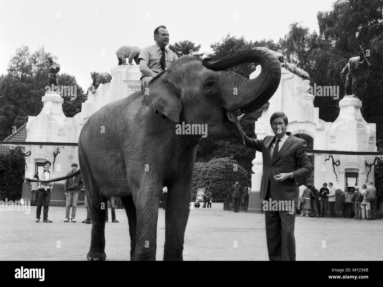 Gehn wir mal zu Hagenbeck, Sondersendung zum 75. Geburtstags des Tierparks in Hamburg-Stellingen, Deutschland 1982, Direktor Dr. Klaus Hagenbeck mit Elefant Stockfoto