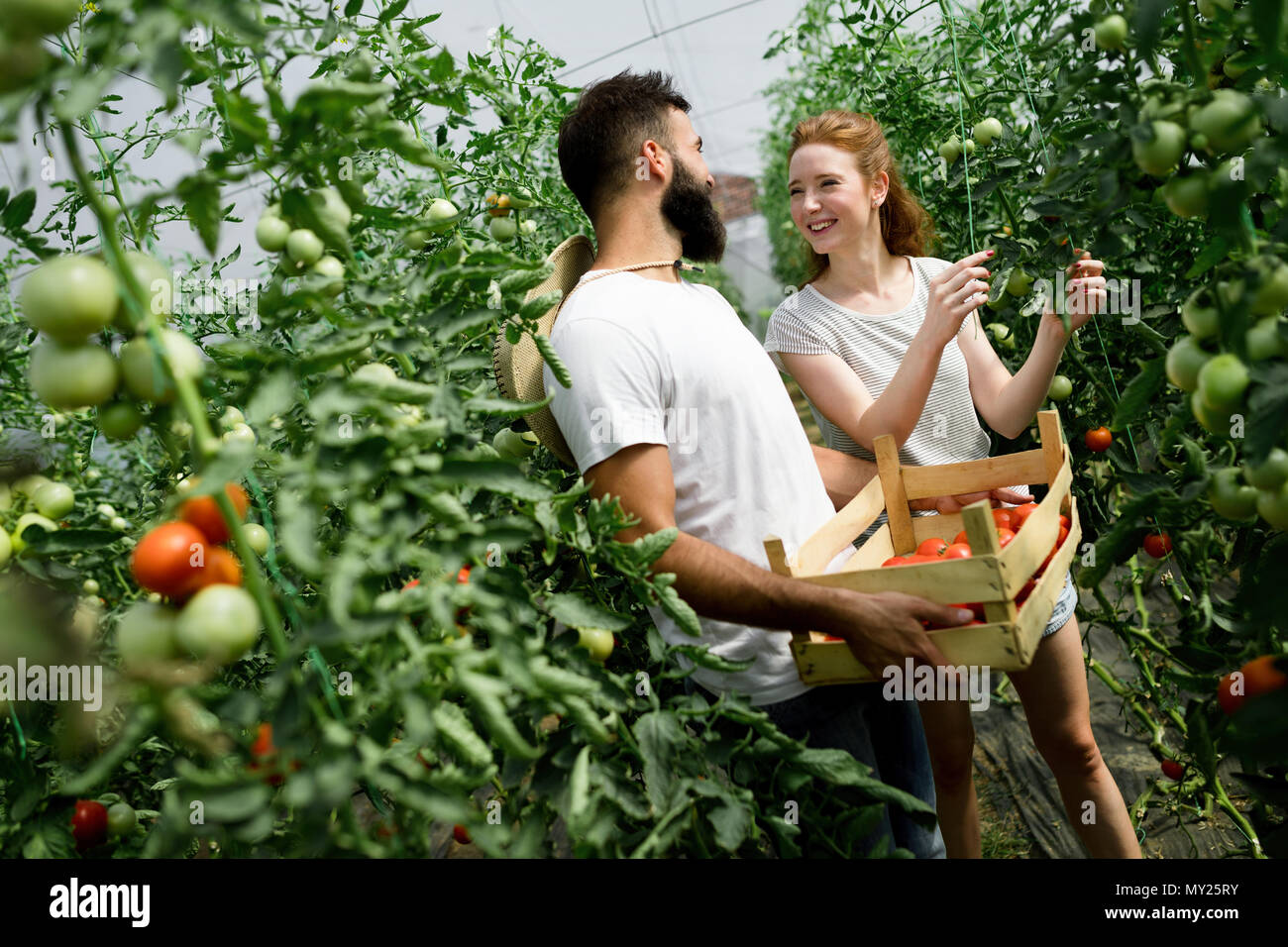 Junge lächelnde Landwirtschaft Arbeiterin ernten Tomaten im Gewächshaus. Stockfoto