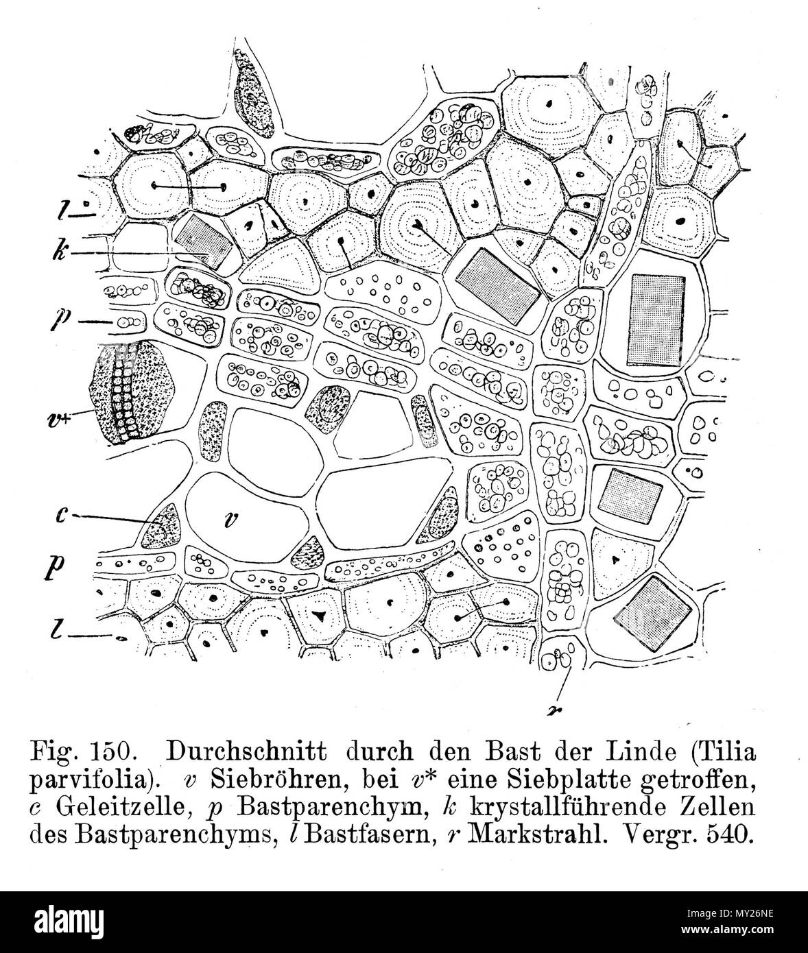 . Querschnitt durch Bast von Tilia cordata. v=Siebröhre, v * = Siebplatte in einer Röhre, c=Geleitzelle, p=Bastparenchym, k=kristallführende Zelle, l = Bastfasern, r=Markstrahl. 1900. E. in der Strasburger 505 Strasburger Bast Querschnitt Stockfoto