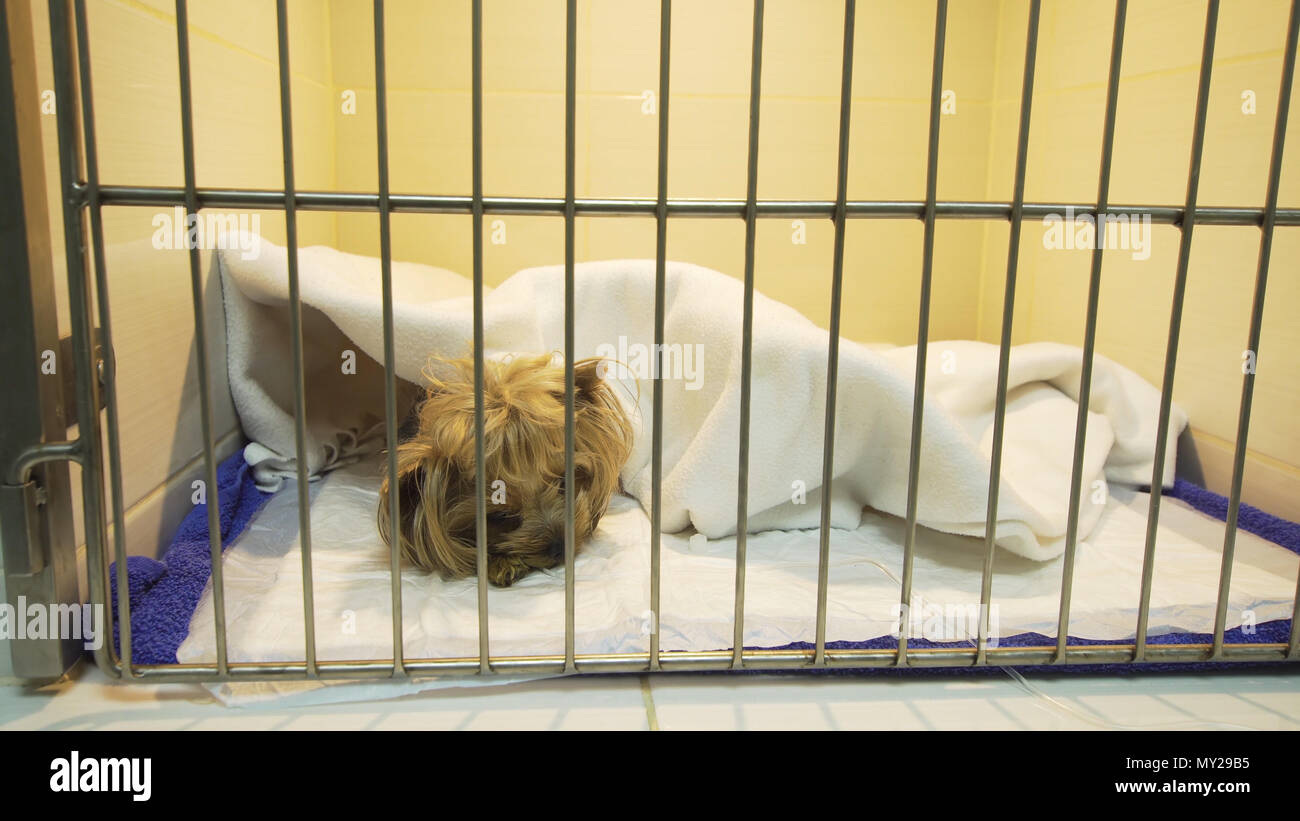 Hund in einem Käfig auf die Genesung von einem Betrieb in einer Tierklinik. Postoperative Krankenhaus in eine Tierklinik mit Käfigen für Haustiere. Hotel für Haustiere Stockfoto