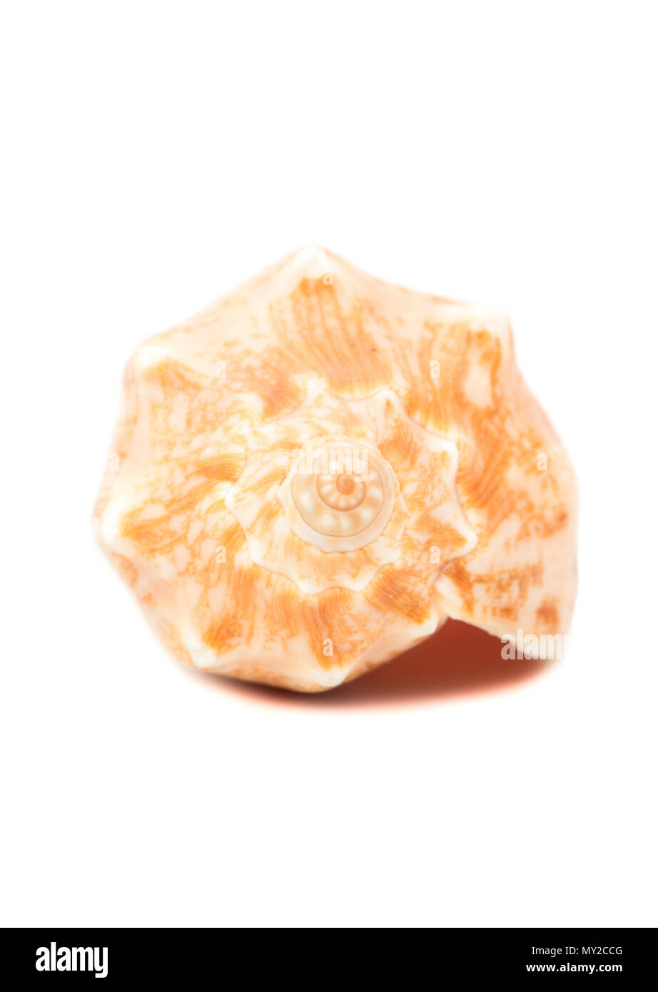 Wunderschöne sea shell auf weißem Hintergrund Stockfoto