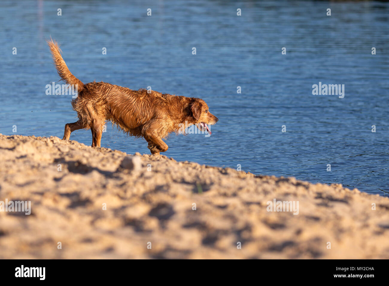 Happy nasser Hund zu Fuß ins Wasser. Stockfoto