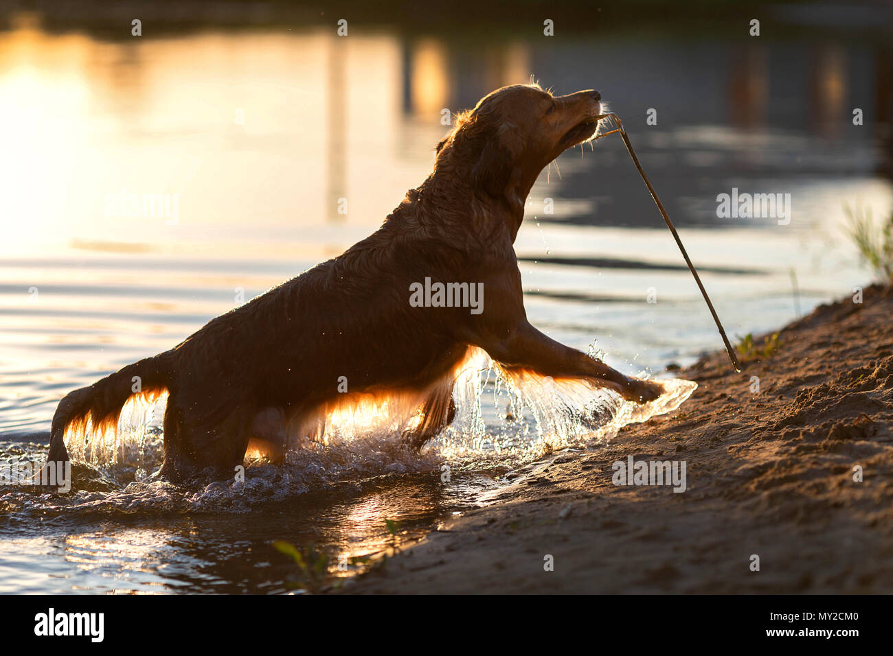 Süße golden retriever Spaß am Strand Stockfoto