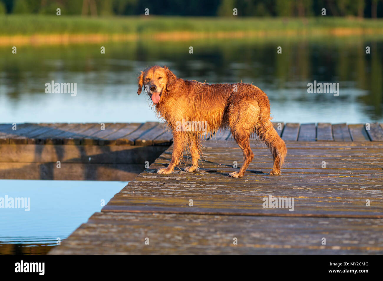 Nass- und happy Golden Retriever stehend auf die hölzerne Brücke durch das Wasser Stockfoto