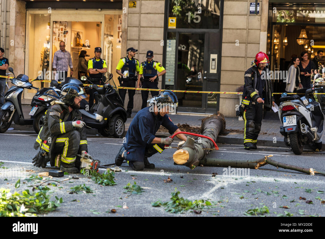 Barcelona, Spanien - 20. September 2017: Feuerwehr Sägen einen umgestürzten Baum in der Mitte der Straße, um mit den Menschen um in Barcelona, Catalon erhalten Stockfoto