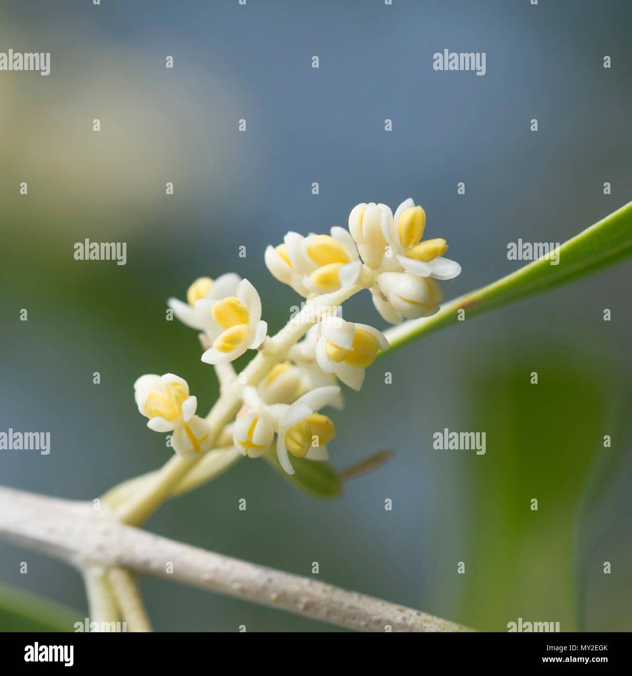 Olive tree in flower -Fotos und -Bildmaterial in hoher Auflsung  Alamy