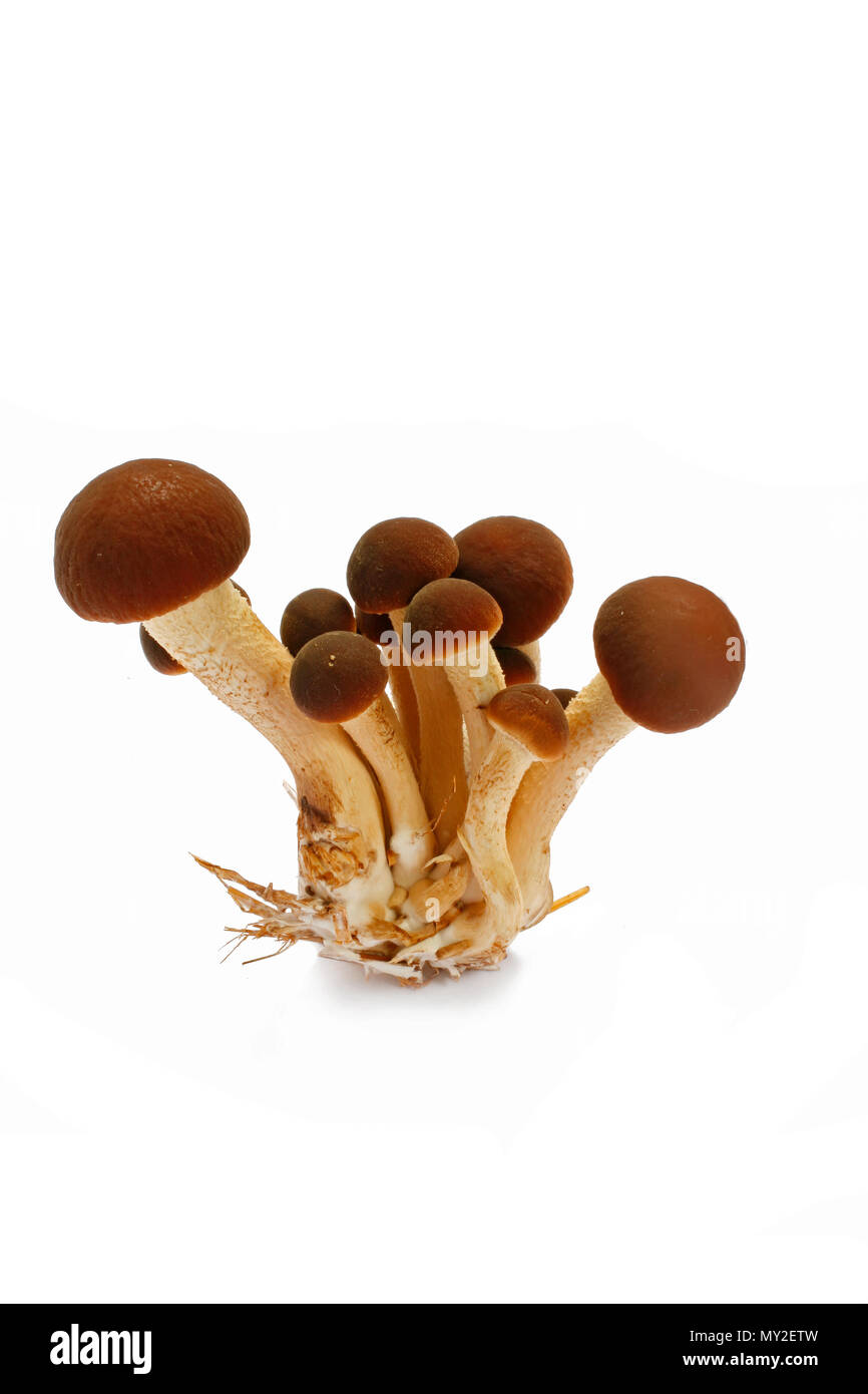 Pioppini Pilze auf einem weißen Hintergrund 2 isoliert Stockfoto