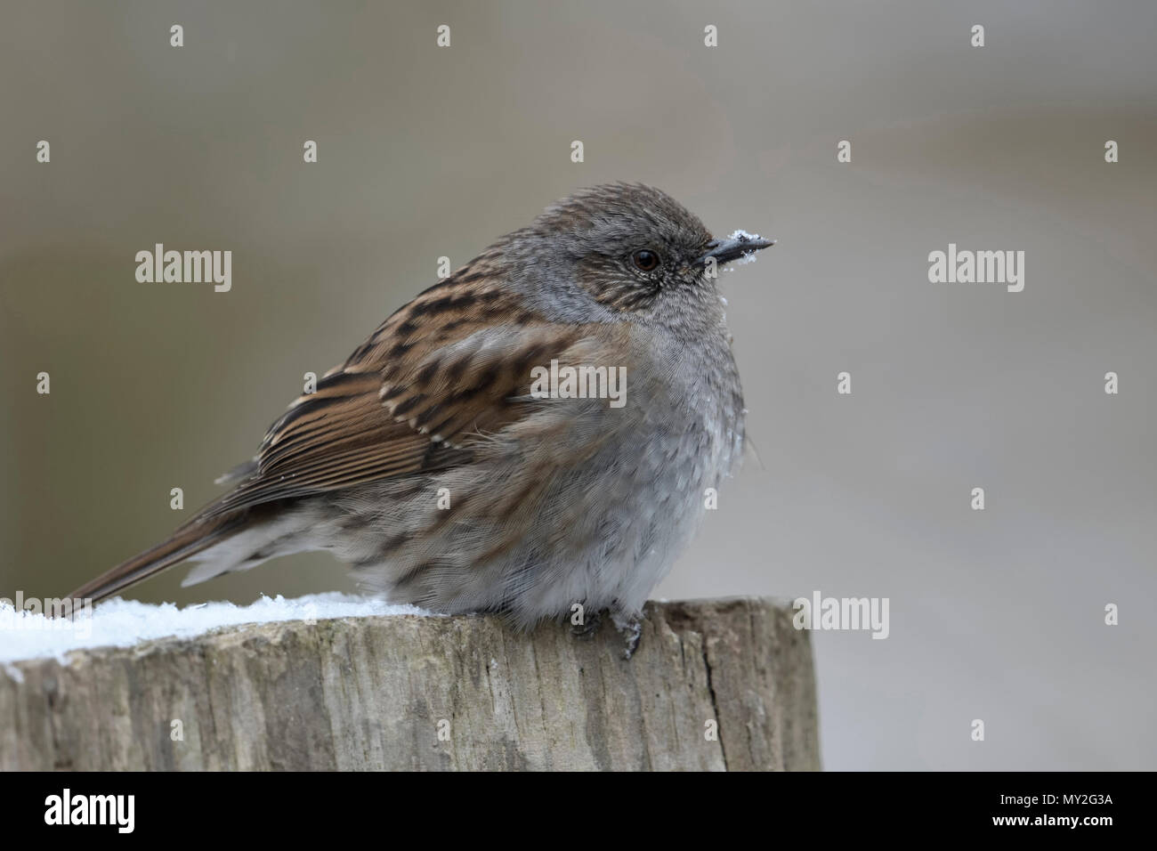 Dunnock (Phasianus colchicus), Erwachsene im Winter, fluffed, Federn, ruht auf einem hölzernen Zaun Pfosten, Wildlife, Europa. Stockfoto