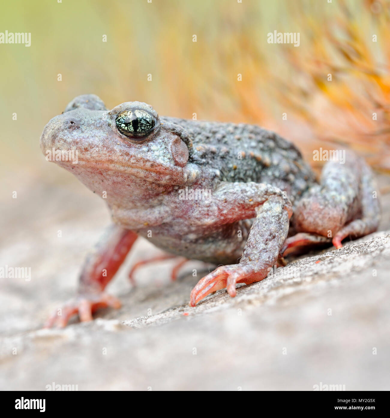 Gemeinsame Hebamme Kröte/Geburtshelferkroete (Alytes obstetricans), sitzen auf den Felsen von einem alten Steinbruch, frontale Seitenansicht, detaillierte schoß, Europa. Stockfoto