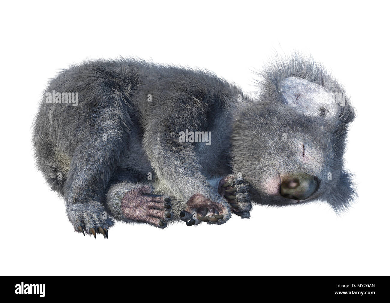 3D-Rendering eines niedlichen Koala-Bären isoliert auf weißem Hintergrund Stockfoto