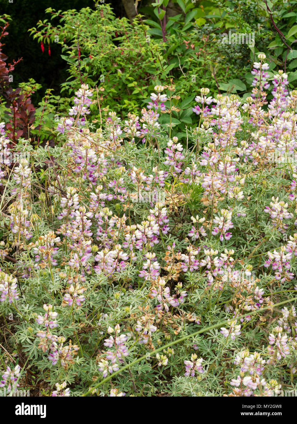 Silbriges Laub und Spitzen der roten, weißen und violetten Blüten der Chamisso-preis bush Lupine, Campanula chamissonis Stockfoto
