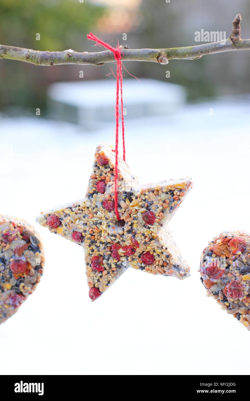 Hausgemachte Cookie Cutter Futterhäuschen mit Saatgut, Fett- und baumhecke Beeren aus einen kleinen Baum in einem Vorort Garten hing nach Schnee Herbst, Winter, Großbritannien Stockfoto