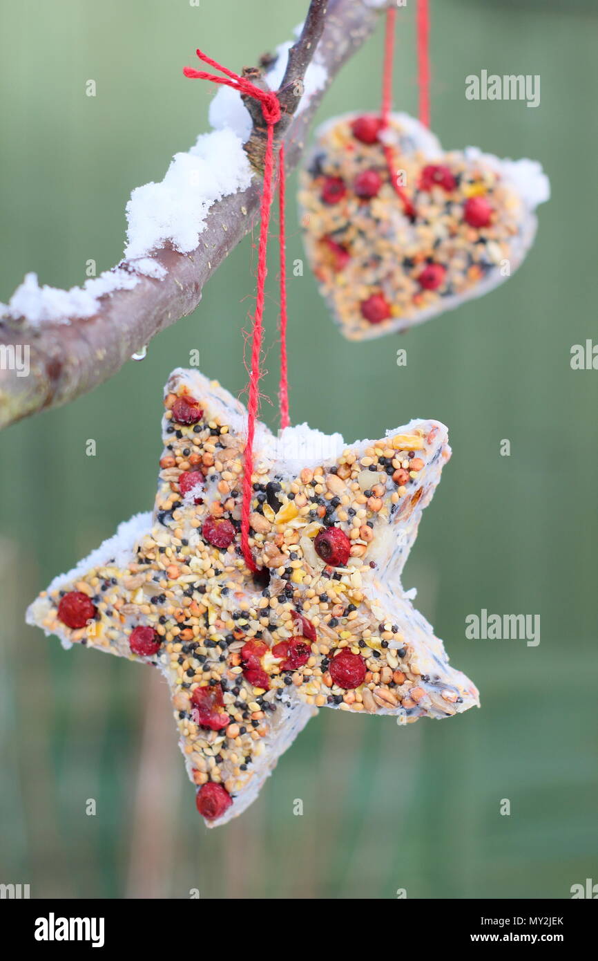 Hausgemachte Cookie Cutter Futterhäuschen mit Saatgut, Fett- und baumhecke Beeren in einem Vorort Garten im Winter aufgehängt, Großbritannien Stockfoto