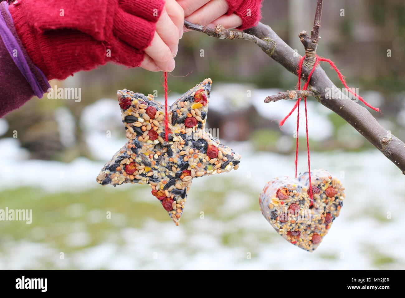 Hausgemachte Cookie Cutter Futterhäuschen mit Saatgut, Fett- und baumhecke Beeren durch einen weiblichen in einem Vorort Garten nach Schnee Herbst, Winter, UK hung Stockfoto
