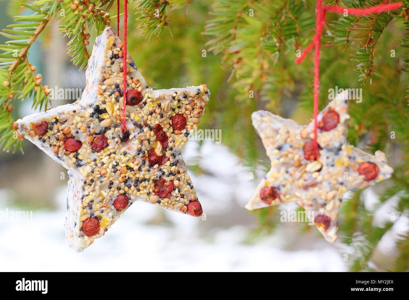 Hausgemachte Cookie Cutter Futterhäuschen mit Saatgut, Fett- und baumhecke Beeren aus einen kleinen Baum in einem Vorort Garten hing nach Schnee Herbst, Winter, Großbritannien Stockfoto