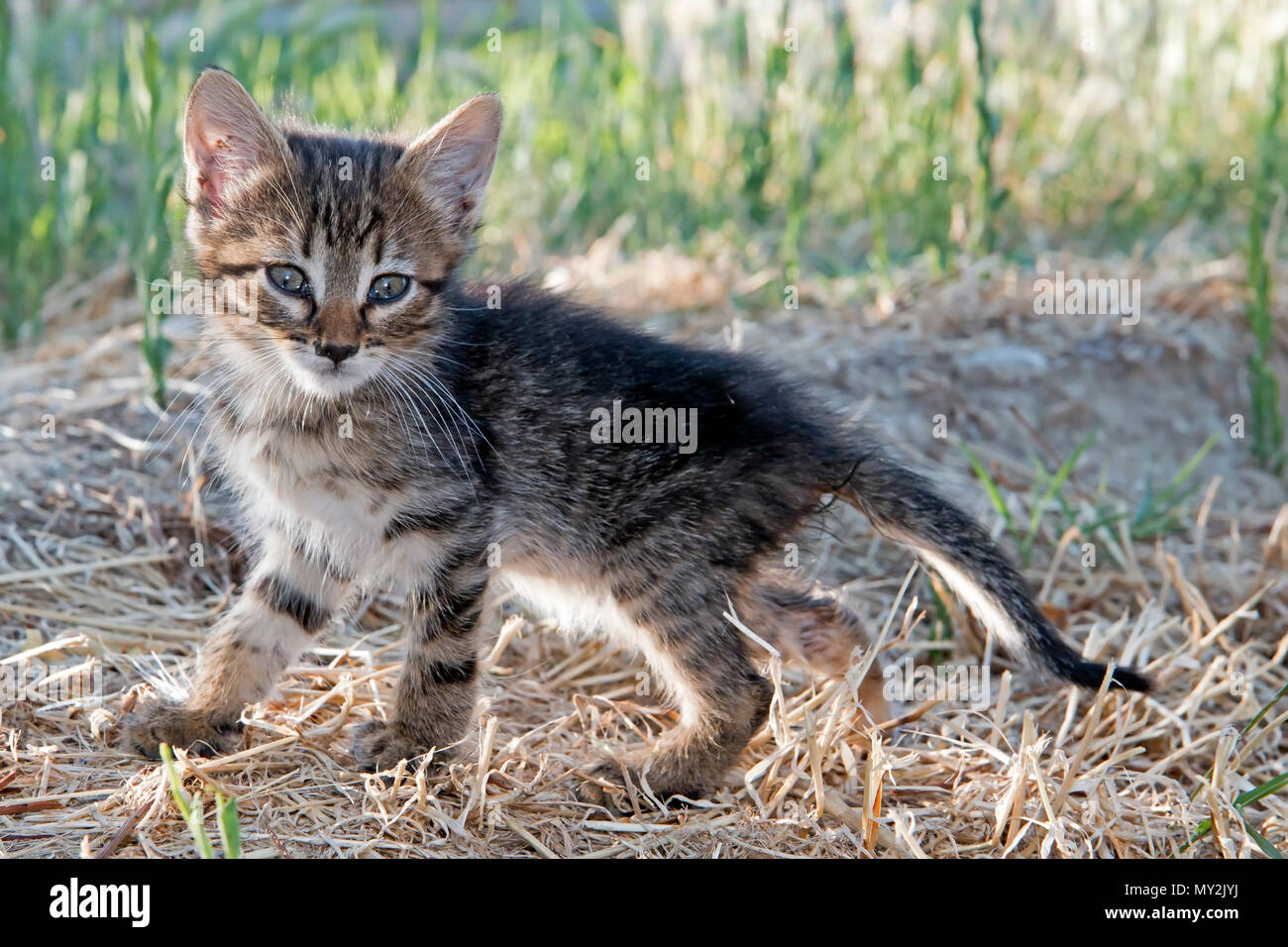 Grau baby Kätzchen beim Spielen im Gras Stockfoto