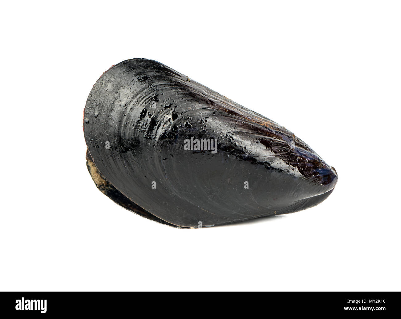 Gekochte mussel Shell in Schwarz auf weißem Hintergrund Stockfoto