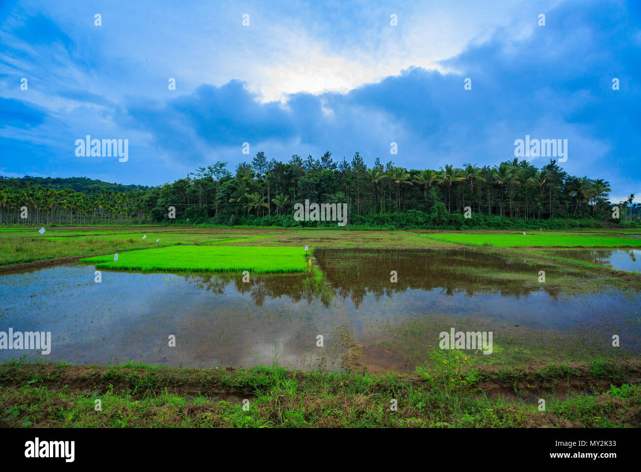 Reisfelder in Vang Vieng District - Kerala Stockfoto