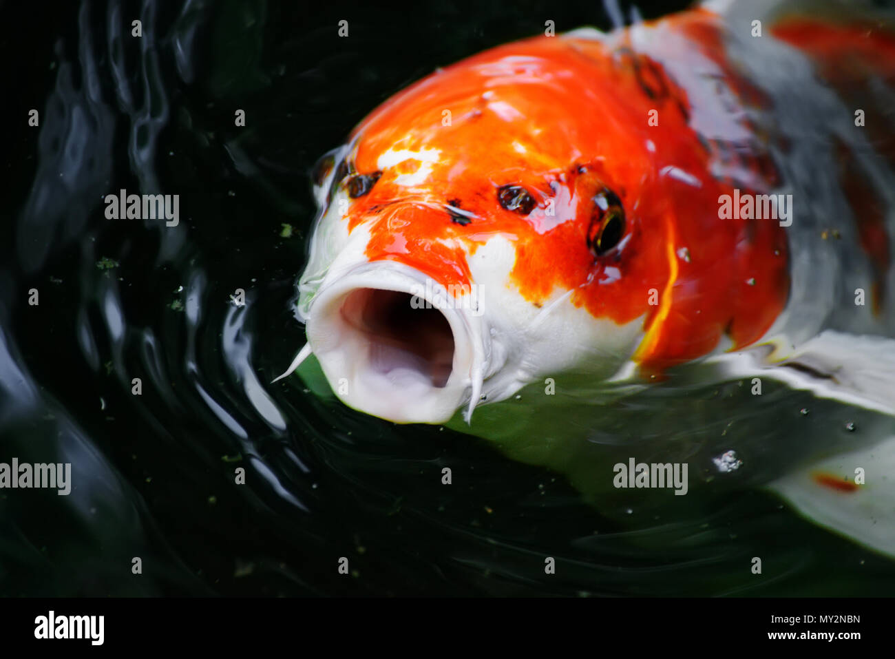 Goldfisch öffnete ihren Mund mit einer geringen Tiefenschärfe Stockfoto