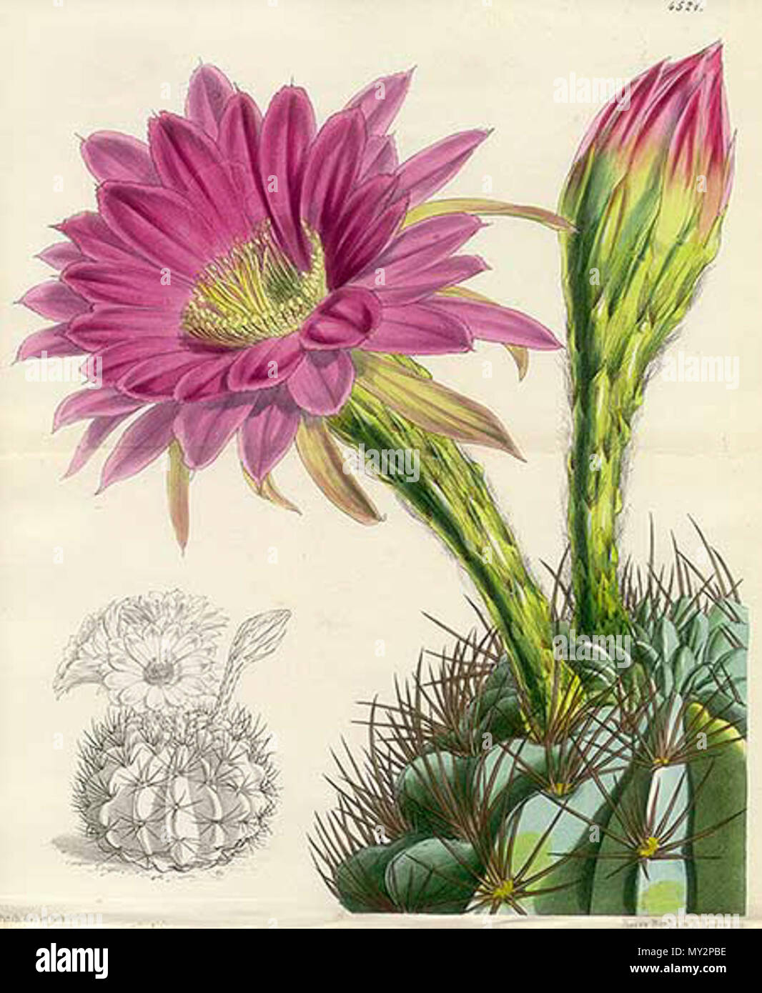 . Titel: Kaktus (doppelte Größe Drucken) Echinopsis cristata v. Purpurea, Bolivien (TBA). 1850. tba 518 Die Botanical Magazine.pl 4521. Cactus Stockfoto