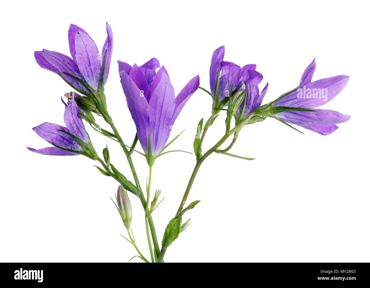 Ein echter Blue Bells Wildblumen ist die beste Nahrung für eine Kuh. Auf weissem Makro studioi Schuß isoliert Stockfoto