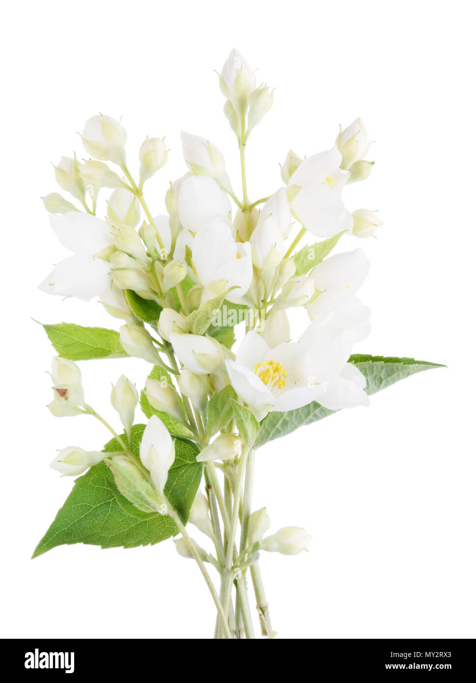 Jasmin Zweige mit weißen Blumen Makro isoliert Stockfoto