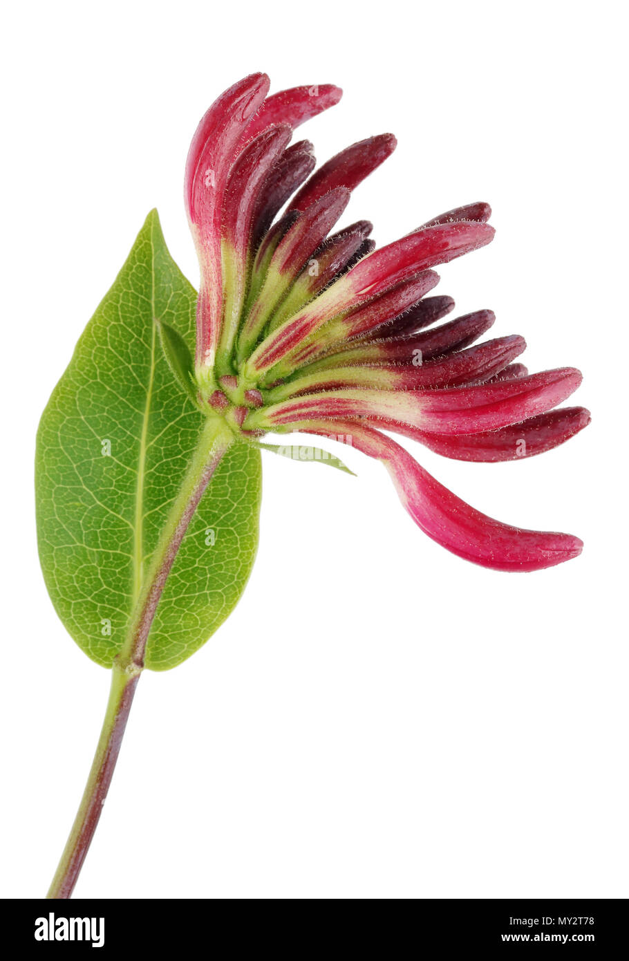 Ein Zweig mit fragilen Red Dragon Blüte im Juni Garten geißblatt Bush. Auf weissem studio Makroaufnahme isoliert Stockfoto