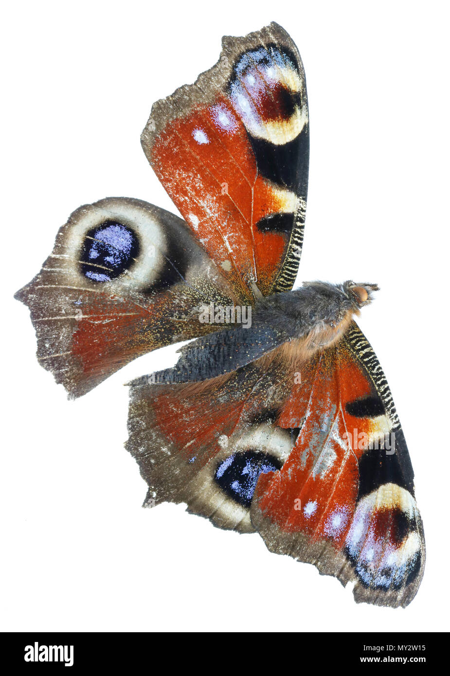 Tot getrocknet Schmetterling mit gebrochenen Flügeln und Schnurrbart. Auf weissem Studio makro Konzept isoliert Stockfoto