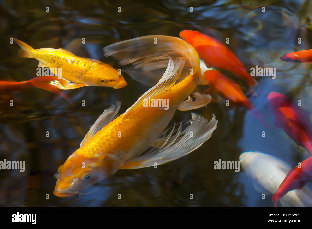 Frische fische cyprinus Fotos und Bildmaterial in hoher Auflösung Alamy