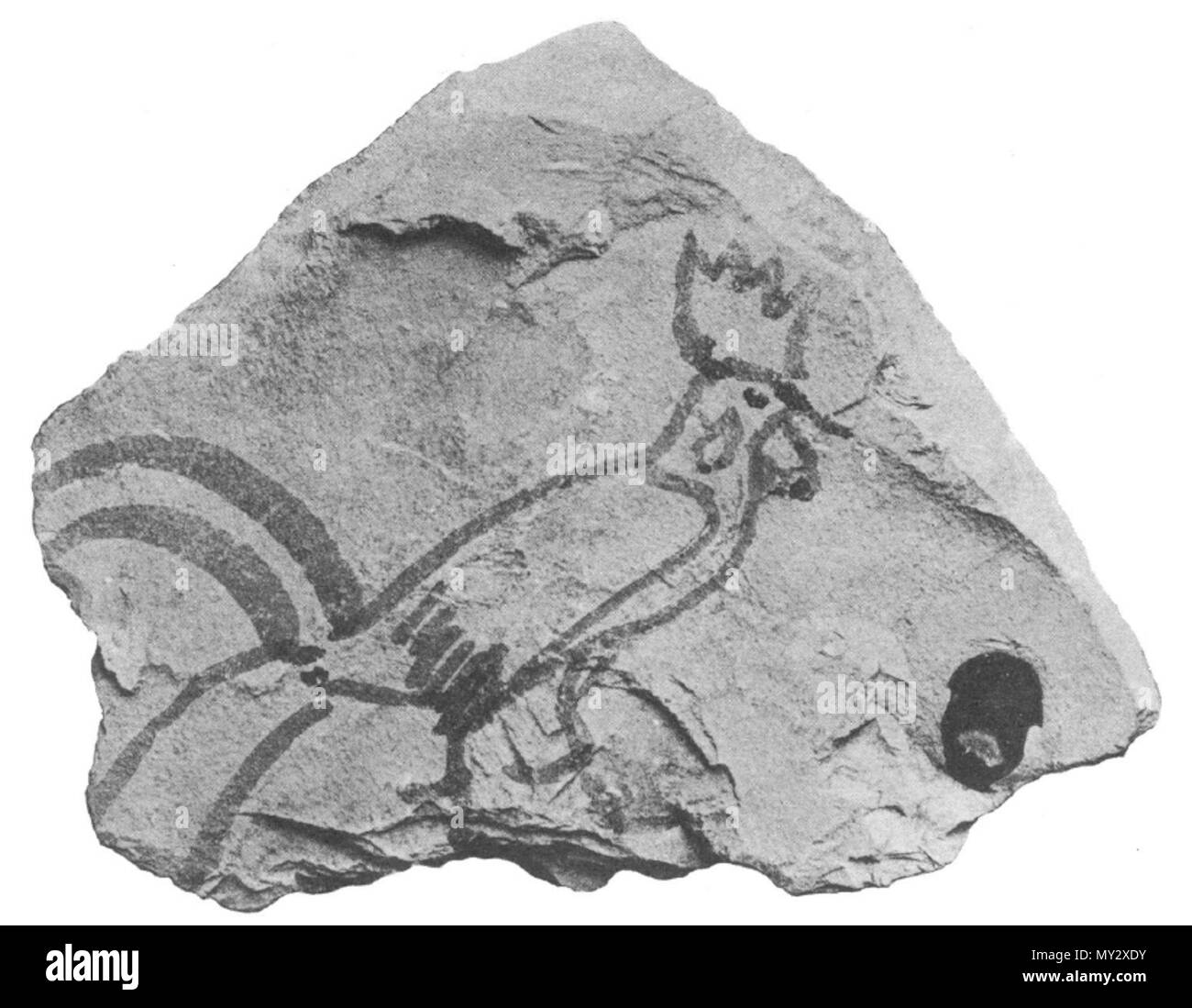 . Englisch: Töpferei Fragment mit ein Bild von einem Hahn am Grab des Tutanchamun entdeckt. 1300 s BC. Unbekannt 538 Tutanchamun Hahn Ostrakon Stockfoto
