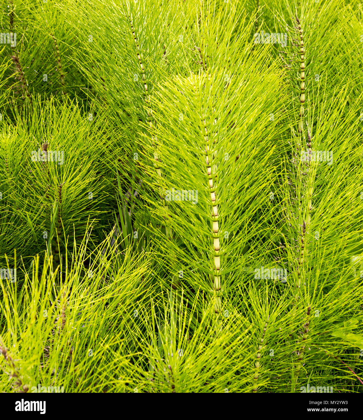 Gemeinsame Schachtelhalm Equisetum arvense Pflanze, Suffolk, England, Großbritannien Stockfoto