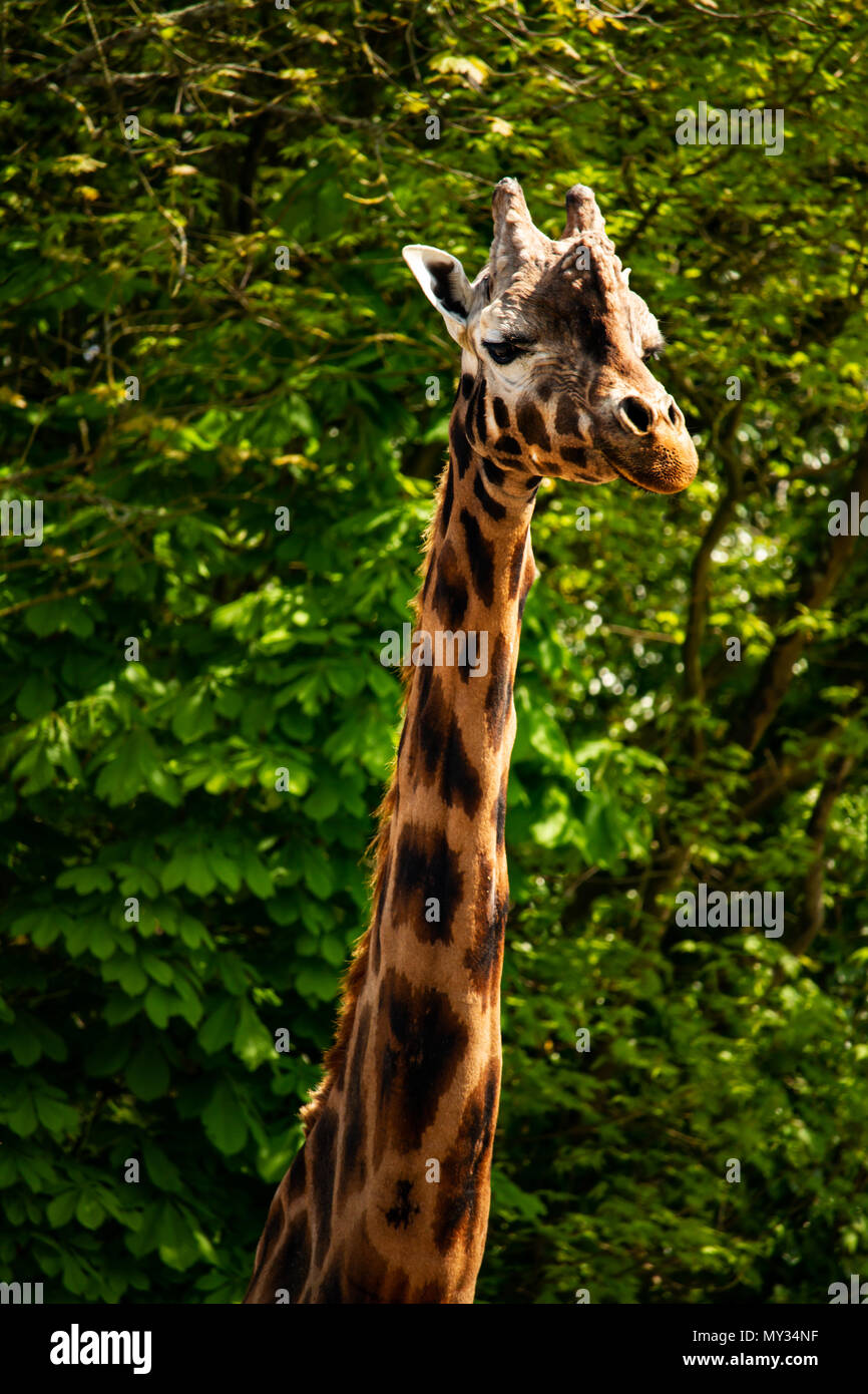 Northern Giraffe Stockfoto