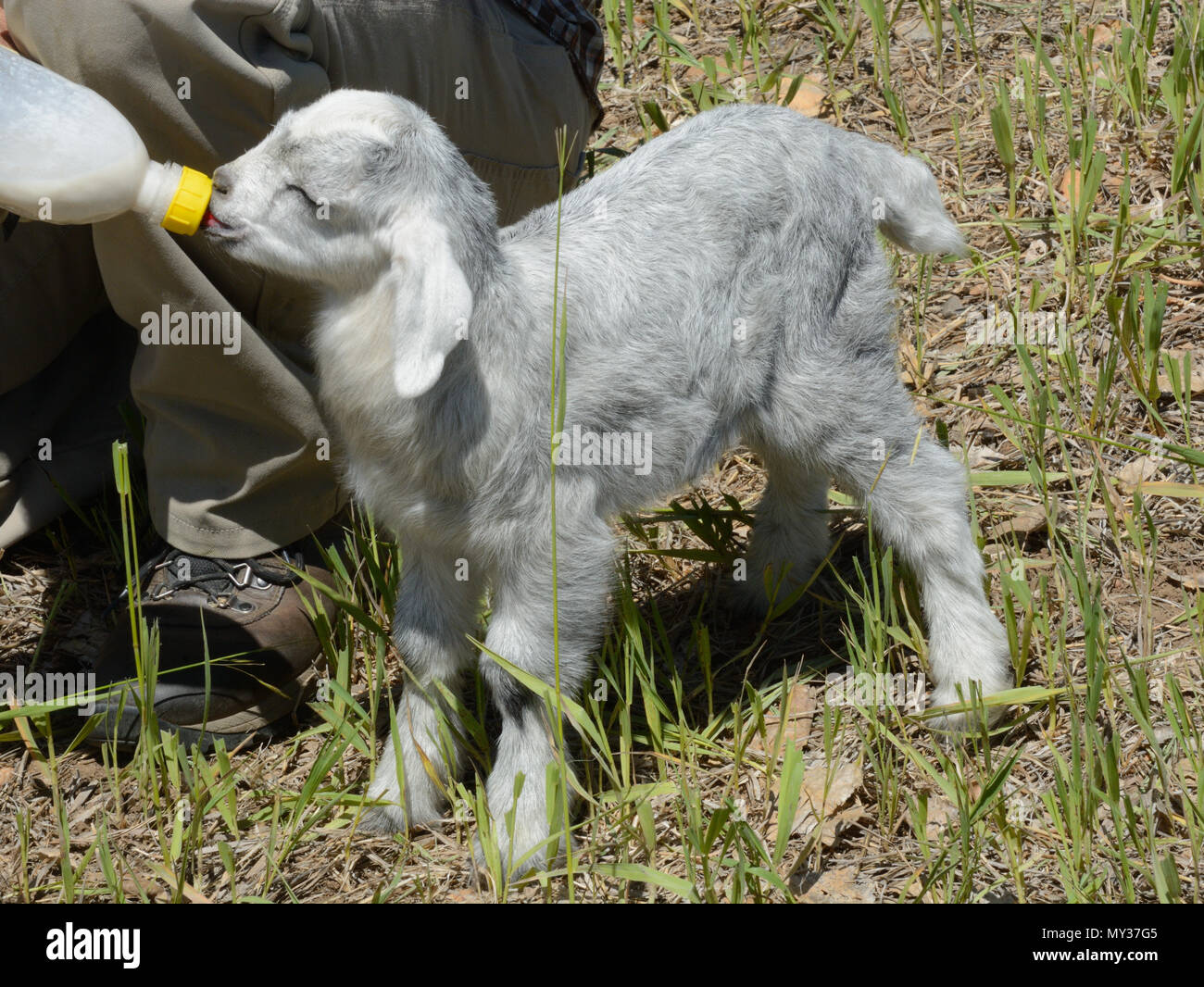 Zwei Tage altes Baby Ziege von Mutter Ziege mit Flasche Milch gefüttert wird abgelehnt Stockfoto
