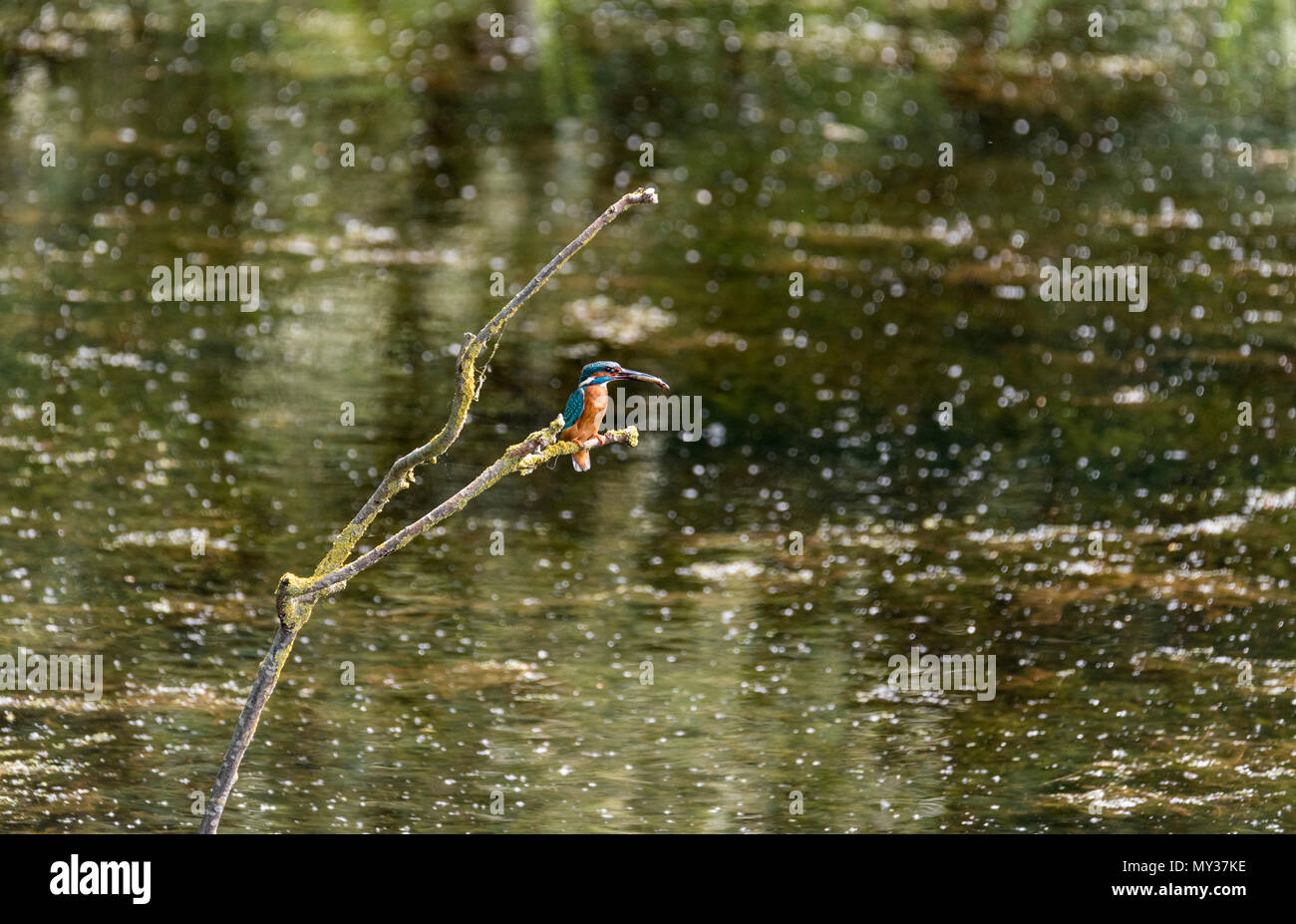 Männliche Eisvogel (Alcedo atthis) mit einem Fisch Stockfoto