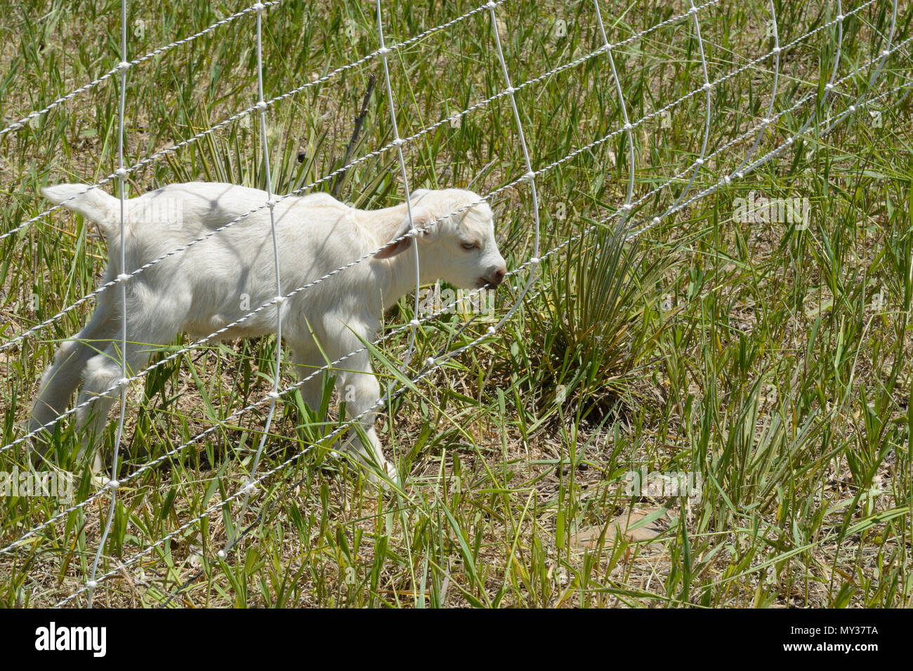 Neugeborene weiße Baby goat kid Kauen auf elektrischen Zaun am Rand der Weide Stockfoto